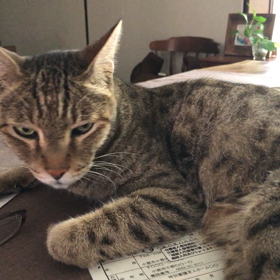 ぶんちゃん、お返事できたかな？の画像