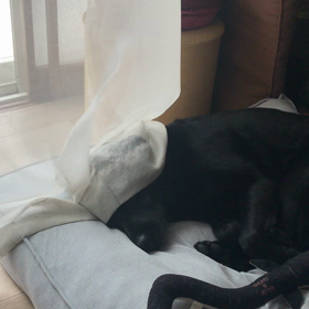 妹の家のトイプーの画像