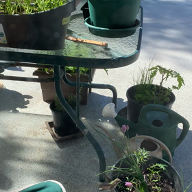 ミミ(母)のバースデーの画像