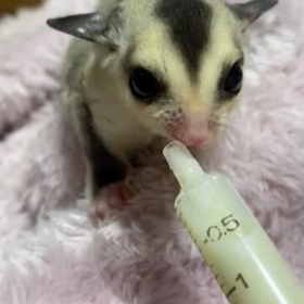 ホワイトフェイス君(//∇//)の画像