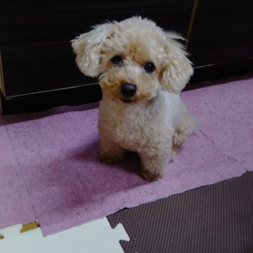 ストーカー犬　コロン（平日の巻）の画像