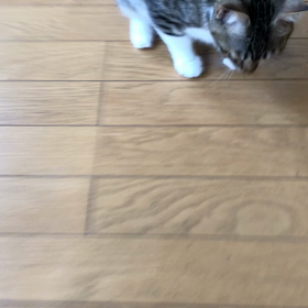 チュールやっぱり噛んじゃうのね、運動会！の画像