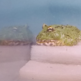 12/23、ゲコ太の食事。の画像