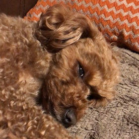 寝ちゃった？の画像