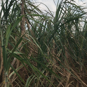 思い出すの画像