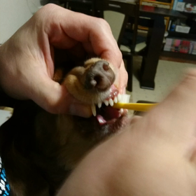 れもこの歯磨き☆の画像