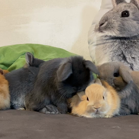 子うさぎ並べてみたの画像