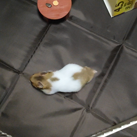 1本づつしか貼れないので。の画像