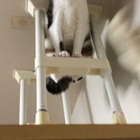 白内障術後2日。遊ぶデール！の画像