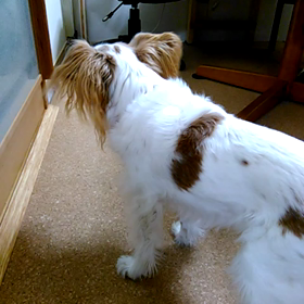 お留守番！の画像