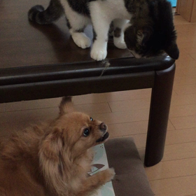 今日も動画の画像