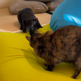 猫パンチ炸裂の画像