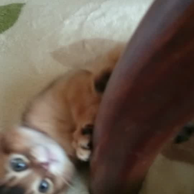 子猫の舞の画像