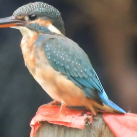 カワセミの画像