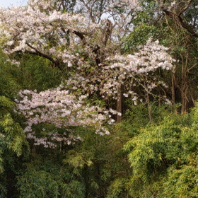 あ〜桜がぁ〜〜の画像