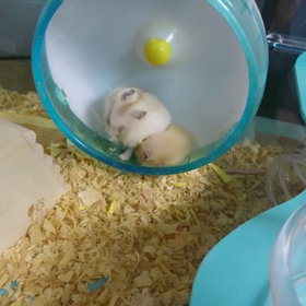 ママぁ…の画像