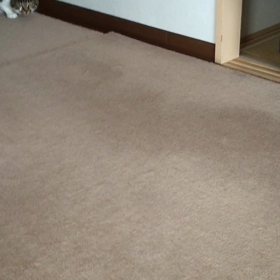 りく遊び〜猫じゃらし編の画像