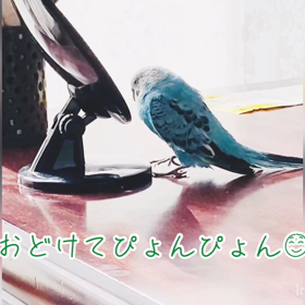 チッタくんの画像