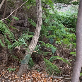 2021.12.29   今猟期初出猟　天気晴れ後小雨の画像