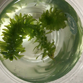 子メダカ誕生の画像