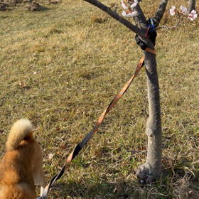 一年前のお花見の画像