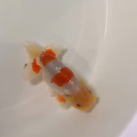 らんちゅうの画像