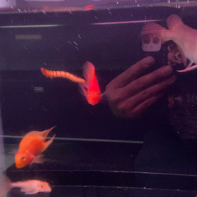 ★年内！アロワナ！★の画像