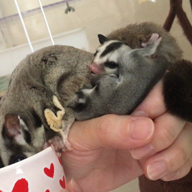 スクスク成長の画像