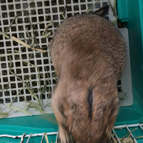 脱皮するのか？の画像