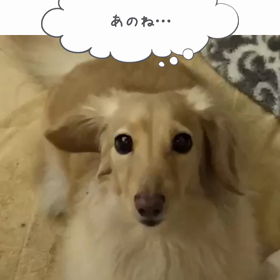 おしゃべりペットで遊ぶの画像