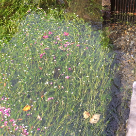 梅花藻(バイカモ)･ 滋賀県米原市醒井の画像