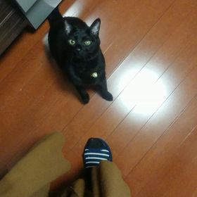 猫ミサイル発射の瞬間の画像