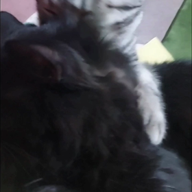 さ、掃除機かけるよの画像