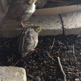 同居開始？！の画像