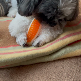 保護犬もきちカミカミしてるの画像