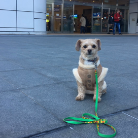 虎徹くんとお散歩　高崎駅編の画像