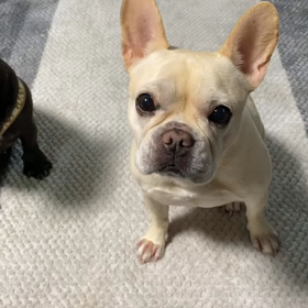 一回は一回、一個は一個の画像