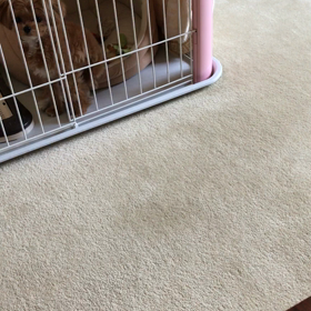 出してコール 要求動画の画像