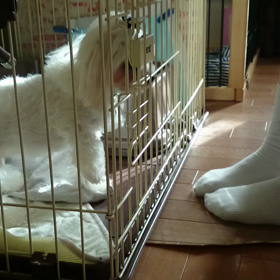 宿敵！！の画像