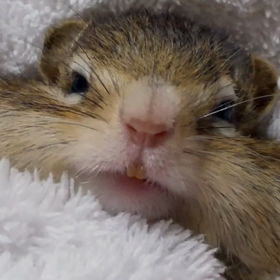 耳かき大好きシマリスさん♪の画像