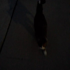 夜の散歩 ロサンゼルスだって安全ですの画像