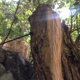 石。木。水。森。の画像