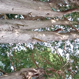 はぐくむの画像