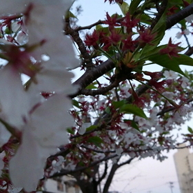 桜さんもお疲れさま、ありがとう☆の画像