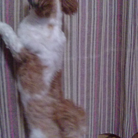 ジャンピングは今も(笑)の画像