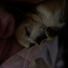 いびき。の画像