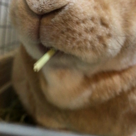 美味しい季節はいっしょの画像