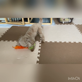 ミルキーちゃん、帰宅♪の画像