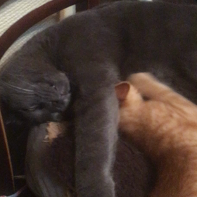 俺、親猫になる 388の画像