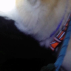 「よく休んでますね❗」と通りすがりの人。　やはり散歩中にゴロゴロしているワンちゃん、しかも大型の画像